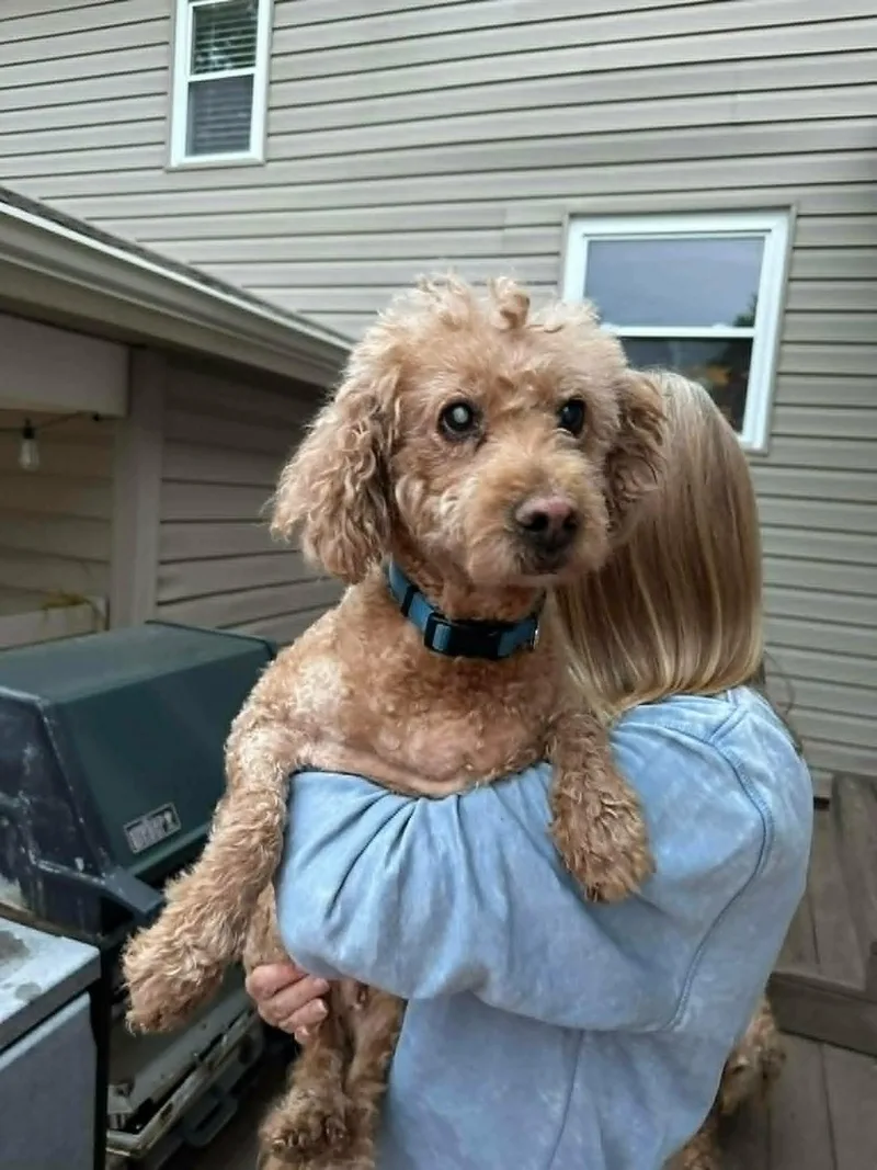 A senior small-sized female Golden Retriever dog named Rachel for adoption in Havertown, PA