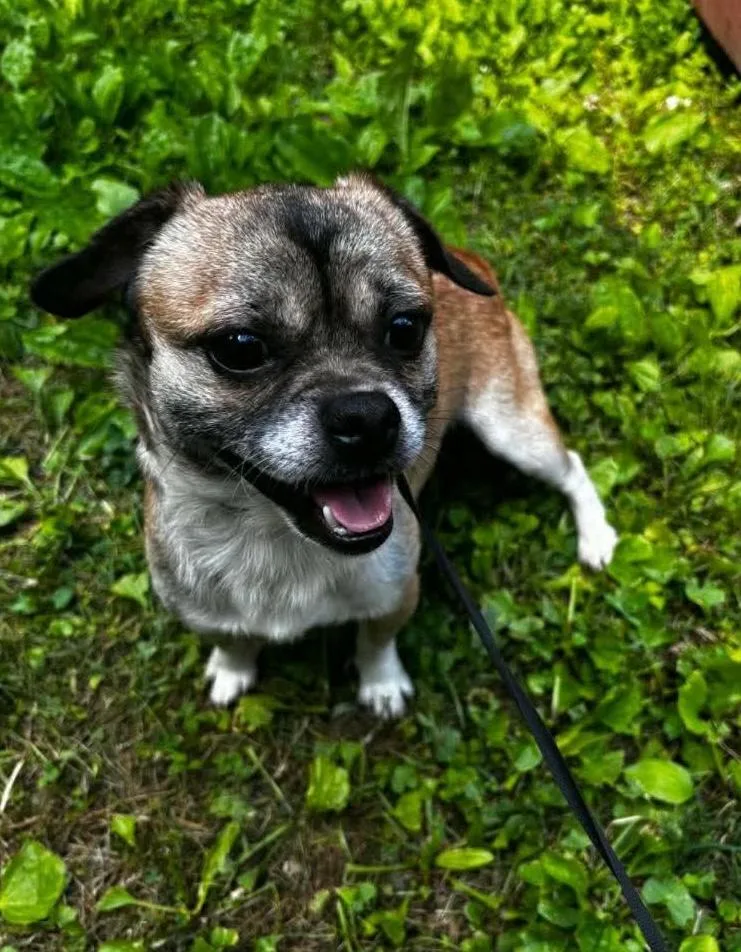 An adult small-sized male Chihuahua dog named Falcon for adoption in Knoxville, TN