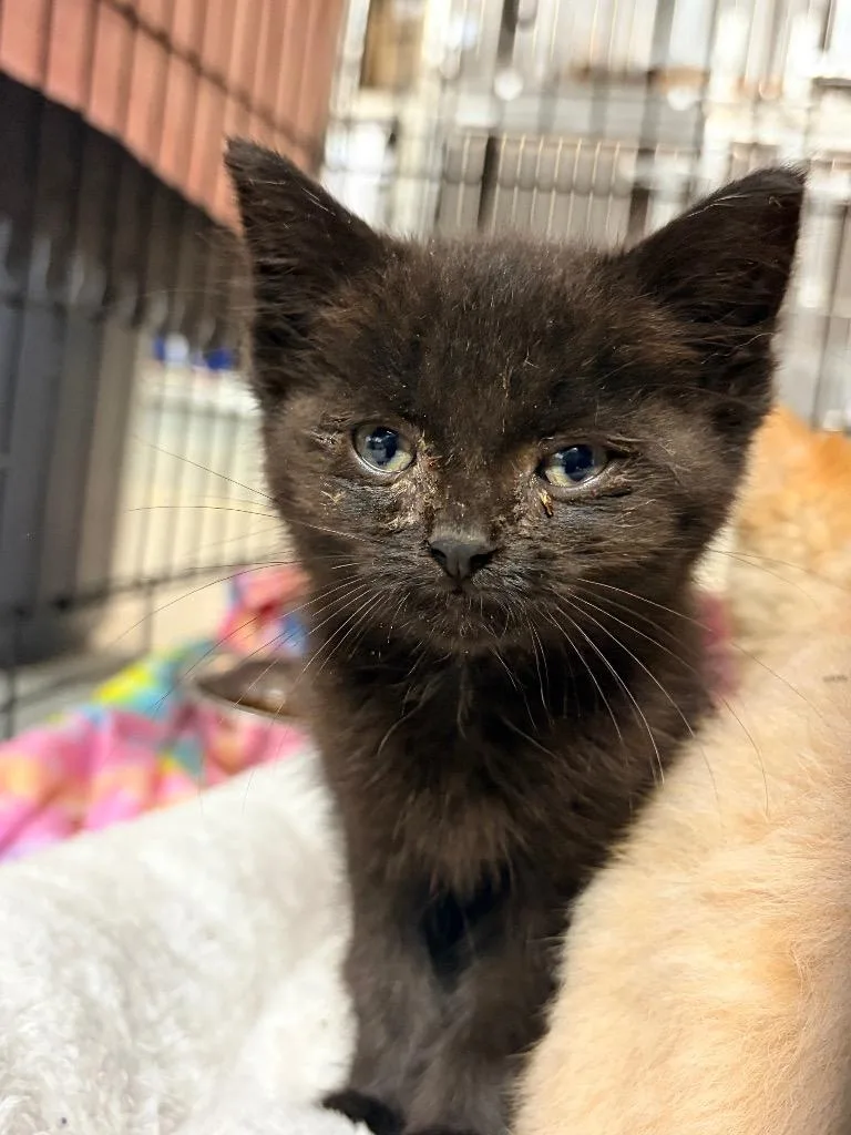 A baby medium-sized male Domestic Short Hair cat named Fuji for adoption in Huntington, IN