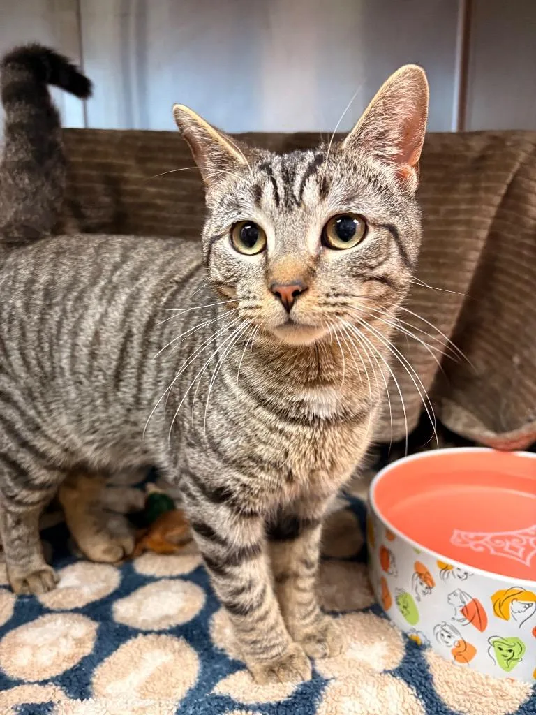 A young large-sized male Domestic Short Hair cat named Torpedo for adoption in Detroit, MI