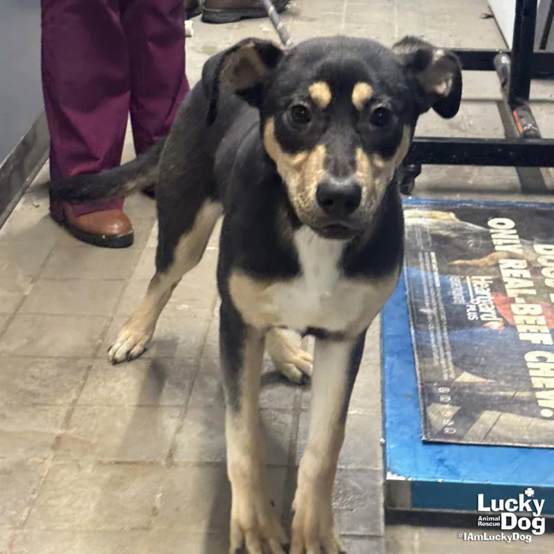 A young large-sized female Shepherd dog named Thelma for adoption in Washington, DC