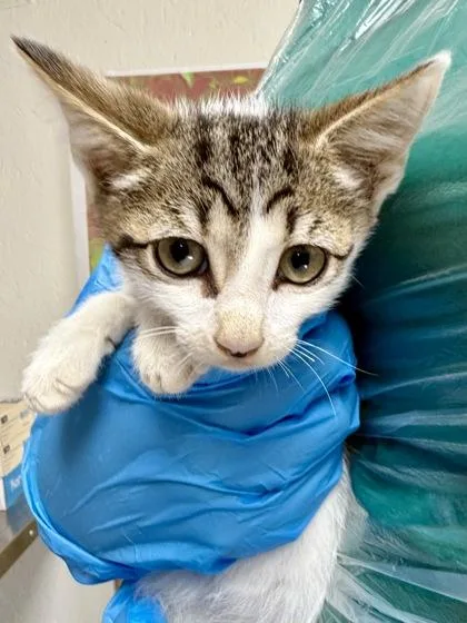 A young small-sized male Domestic Short Hair cat named Briar for adoption in San Antonio, TX