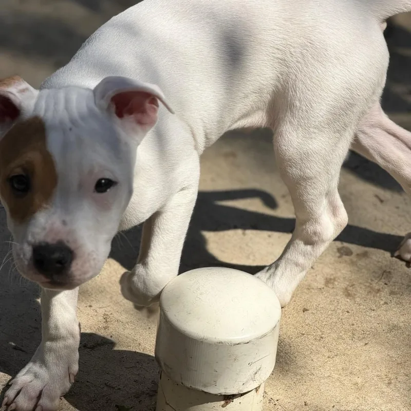 A baby medium-sized male Pit Bull Terrier dog named Bentley for adoption in Krum, TX