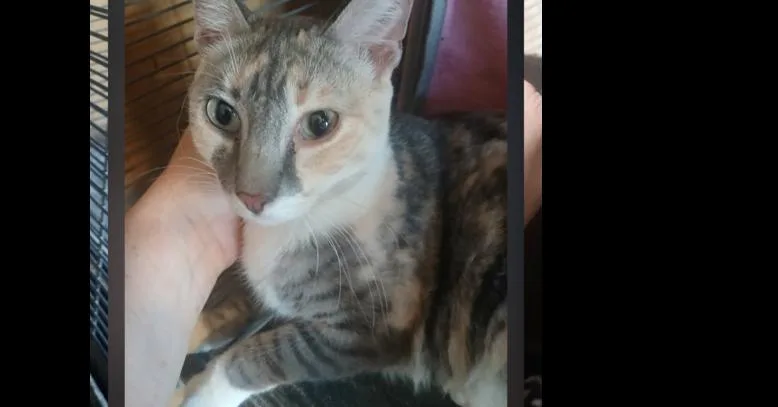 An adult medium-sized female Domestic Medium Hair cat named Sprinkles for adoption in Thatcher, AZ
