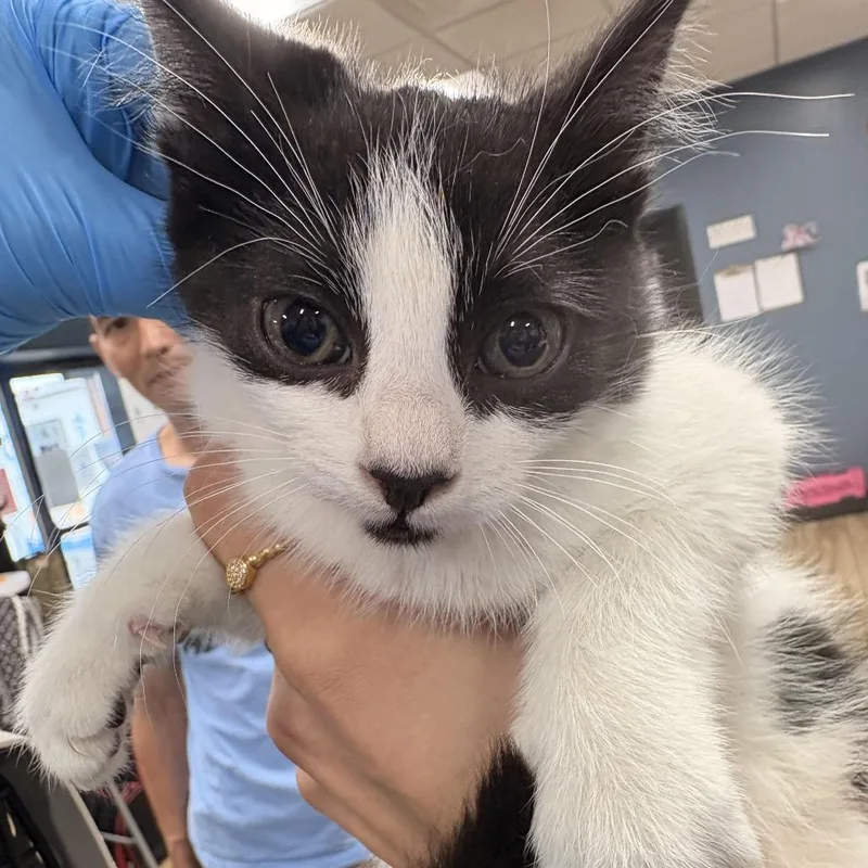 A baby small-sized male Black Domestic Short Hair cat named Sundae for adoption in Newark, NJ