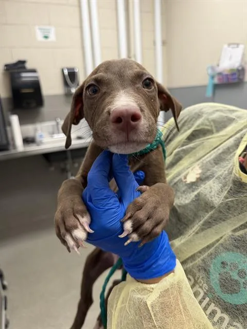 A baby small-sized male Pit Bull Terrier dog named Chewbarka for adoption in Las Vegas, NV