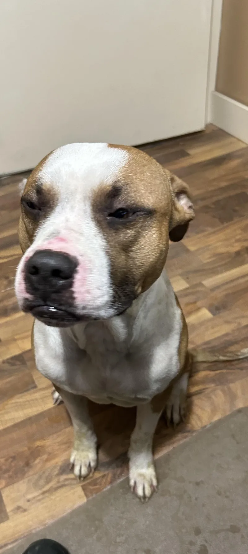 An adult medium-sized male Yellow / Tan / Blond / Fawn American Staffordshire Terrier dog named Sam for adoption in Baldwin, MI