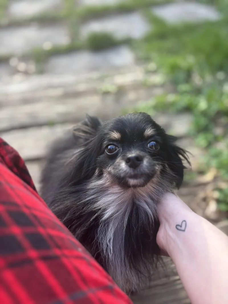 Chica
