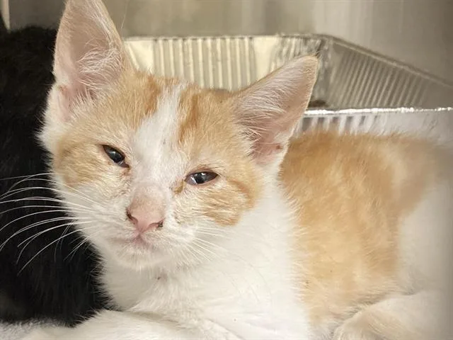 A baby small-sized male Domestic Short Hair cat named Catrick Swayze for adoption in Tustin, CA