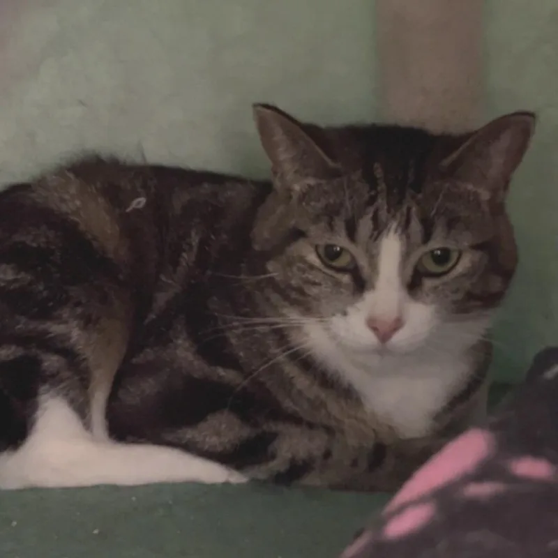 An adult small-sized female Gray / Blue / Silver Domestic Short Hair cat named Margherita for adoption in Detroit Lakes, MN