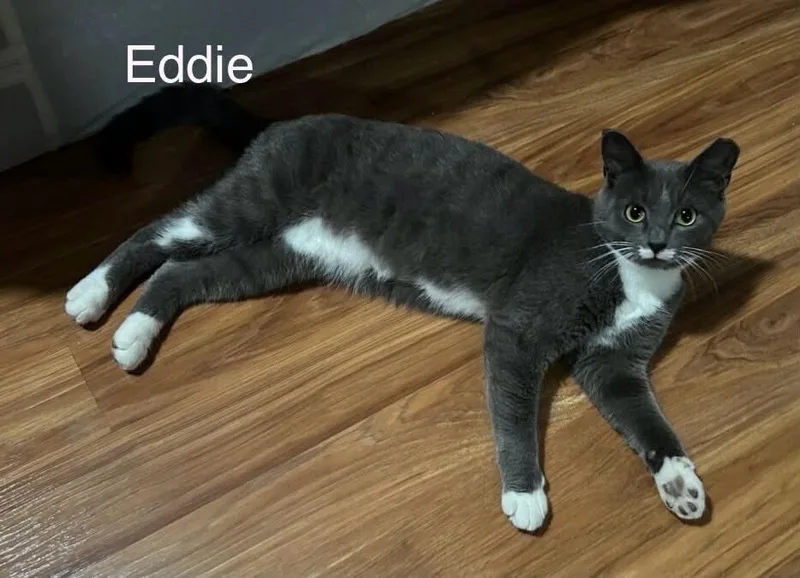 Eddie thumbnail 2