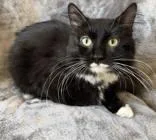 A young medium-sized male Domestic Short Hair cat named Fuzzy for adoption in Buffalo, MN