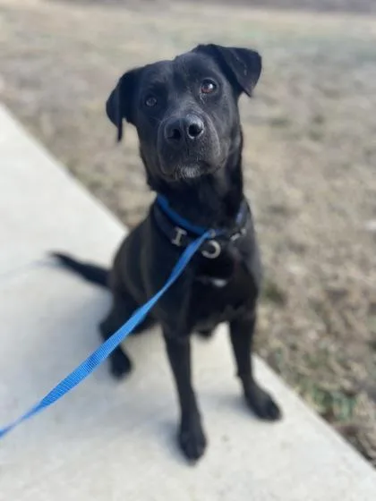 An adult medium-sized female Labrador Retriever dog named Alice for adoption in Fort Worth, TX