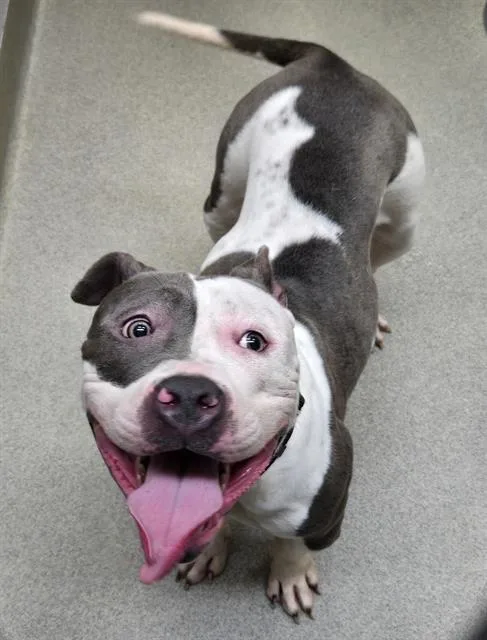 A young medium-sized female Boxer dog named Selma for adoption in Omaha, NE