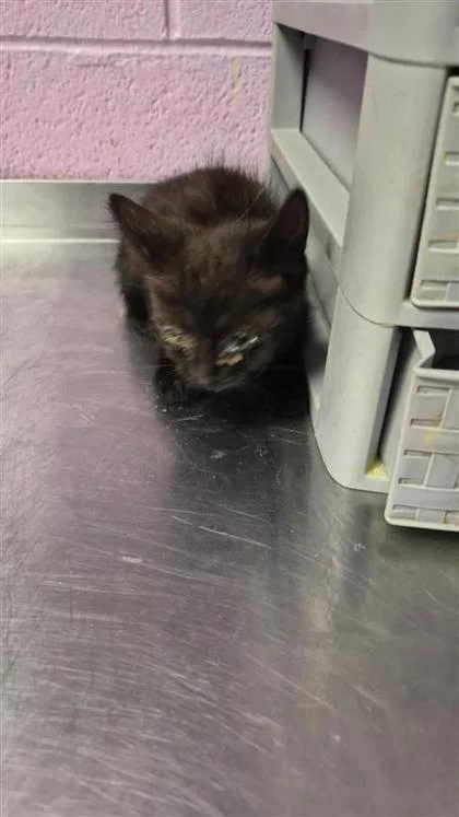 A baby small-sized male Black Domestic Short Hair cat named 61244607 for adoption in El Paso, TX