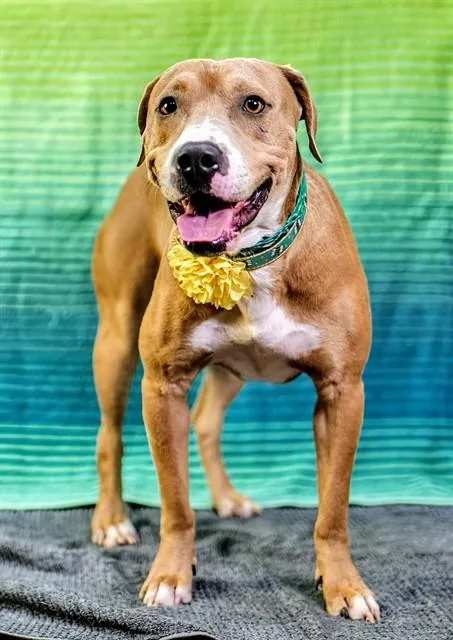 An adult medium-sized male Pit Bull Terrier dog named Jack for adoption in Thousand Palms, CA