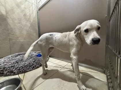 A young medium-sized female Pit Bull Terrier dog named Aurora for adoption in Honolulu, HI