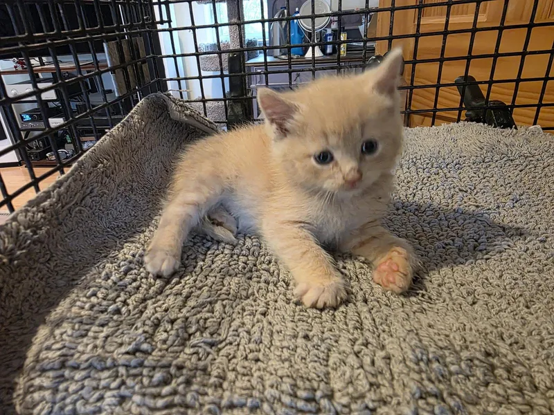A baby small-sized male Orange / Red Domestic Short Hair cat named Mr Bingley for adoption in Trenton, NJ