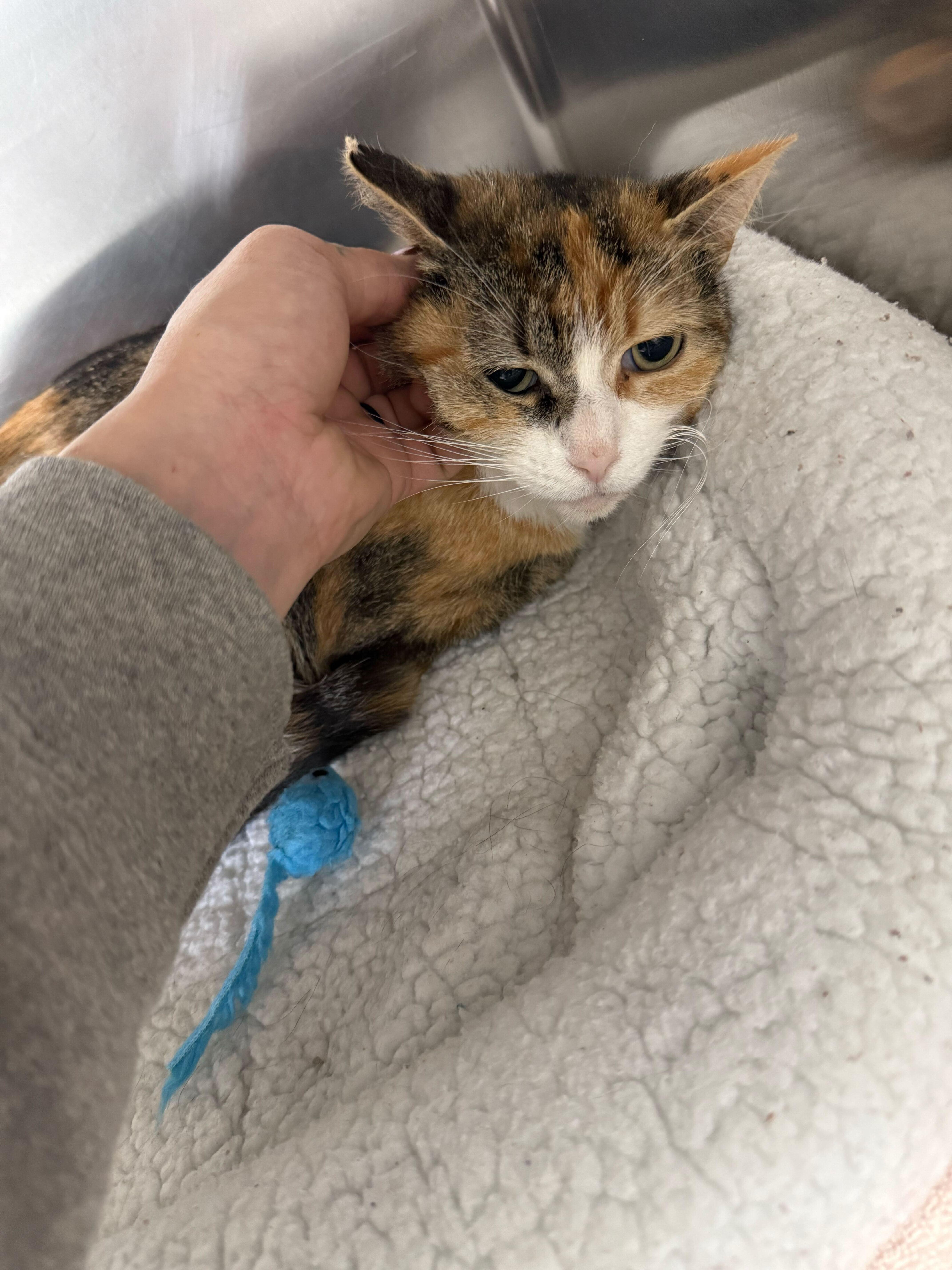 An adult medium-sized female Calico cat named Nebula for adoption in Jackson, MI
