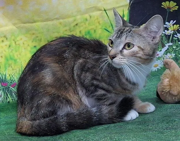 An adult medium-sized female Domestic Short Hair cat named Mia for adoption in Wetumpka, AL
