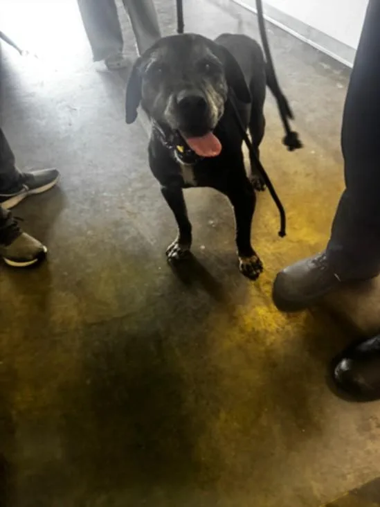 A senior large-sized male Labrador Retriever dog named Shorty for adoption in Los Angeles, CA