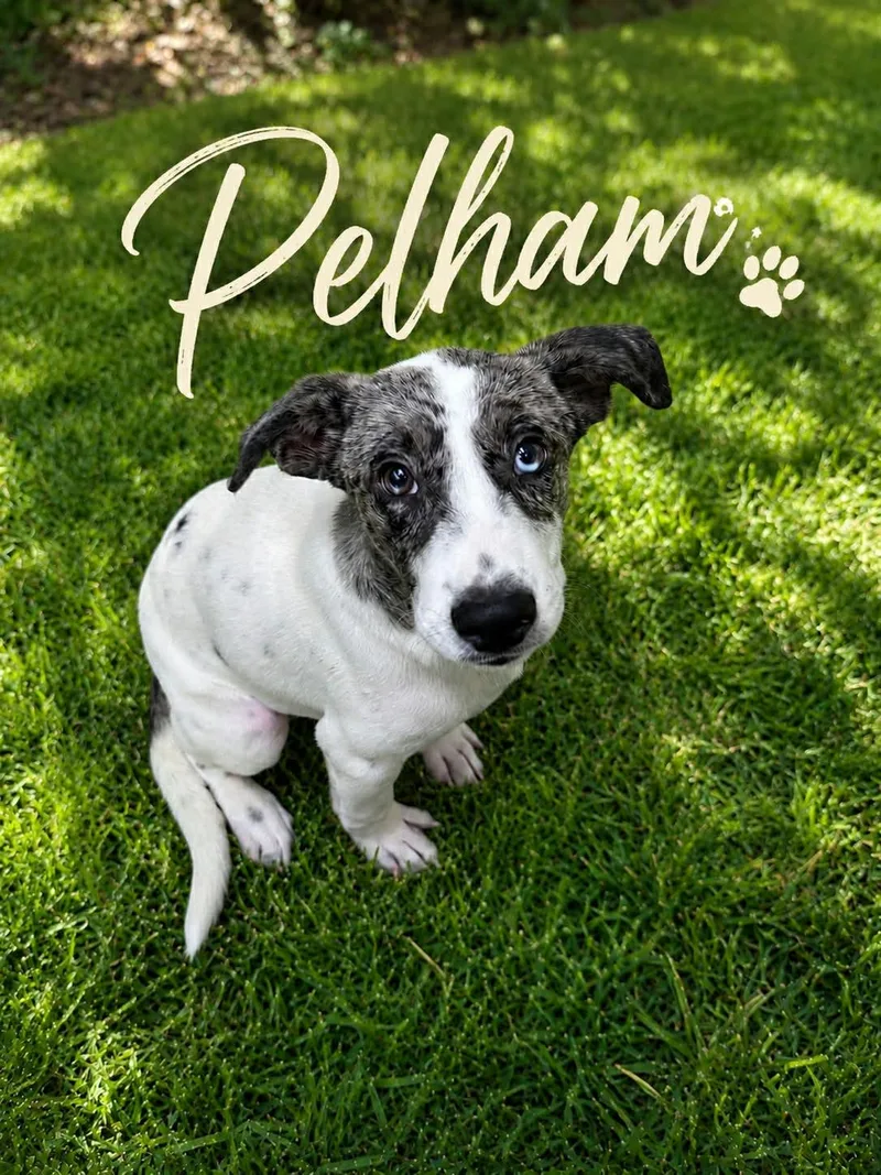 A baby medium-sized male White / Cream Australian Shepherd dog named Pelham for adoption in Bowie, TX