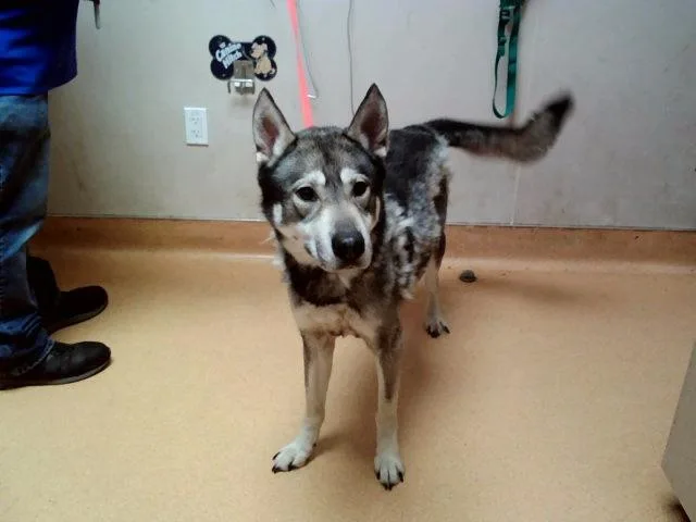 An adult large-sized male Siberian Husky dog named Rover for adoption in Martinez, CA