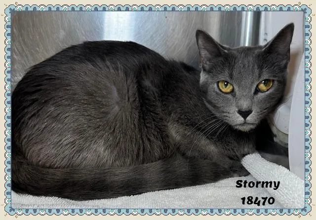 A young medium-sized female Gray / Blue / Silver Domestic Short Hair cat named Stormy for adoption in Marietta, GA