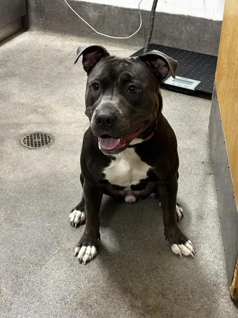 A young medium-sized female Pit Bull Terrier dog named Missy for adoption in Upper Marlboro, MD