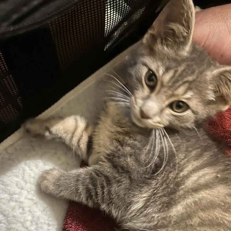 A baby small-sized male Gray / Blue / Silver Domestic Short Hair cat named Bridger for adoption in Johnstown, PA