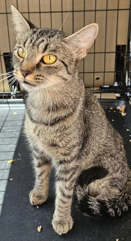 An adult medium-sized female Domestic Short Hair cat named Quinoa for adoption in Chamblee, GA