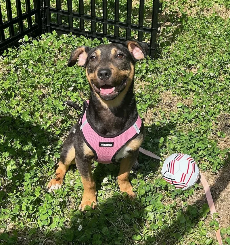 An adult medium-sized female Mixed Breed dog named Lucy for adoption in Milton, MA