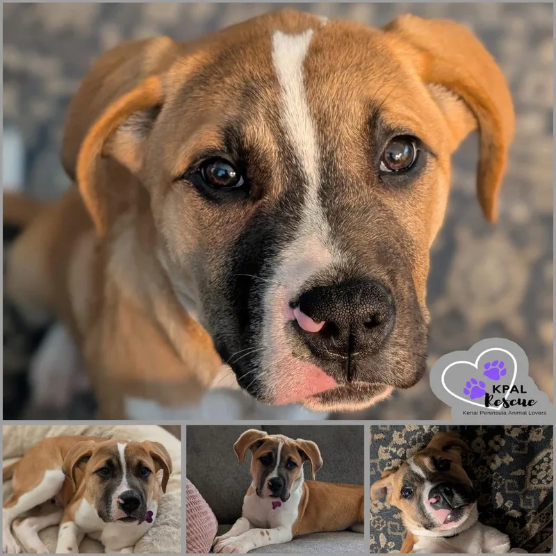 A baby large-sized male Saint Bernard dog named Catan Fun & for adoption in Kenai, AK