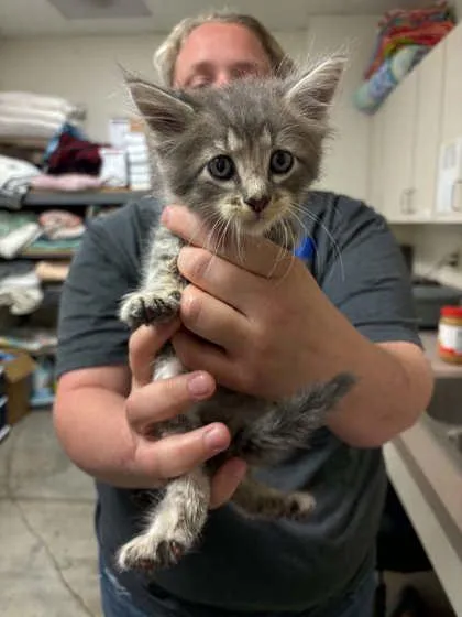 A baby small-sized male Domestic Short Hair cat named Chad for adoption in Lampasas, TX