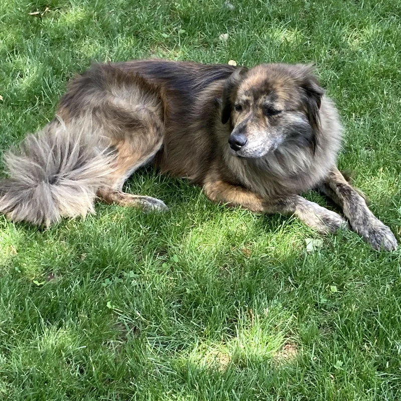 A young medium-sized female Brindle Shepherd dog named Lady for adoption in South Plainfield, NJ