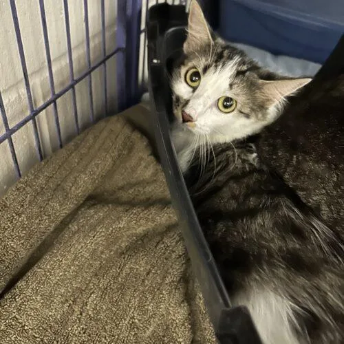 A young medium-sized female Tabby (Gray / Blue / Silver) Domestic Medium Hair cat named Peanut for adoption in Burlington, IA