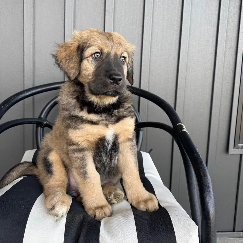 A baby small-sized female Brown / Chocolate Rottweiler dog named Jupiter for adoption in Crystal, MN