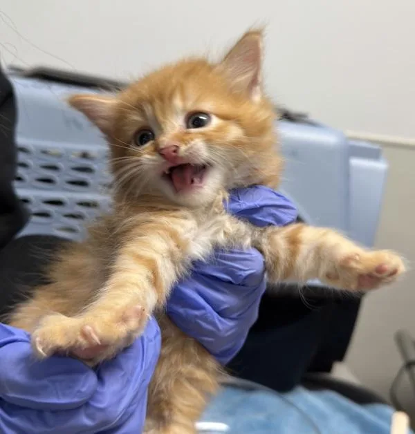 A baby small-sized female Domestic Long Hair cat named Mowgli for adoption in San Diego, CA
