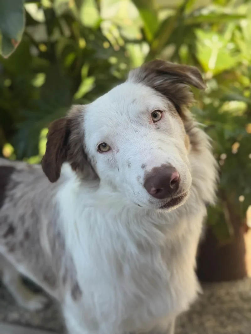 A young medium-sized male Merle (Blue) Australian Shepherd dog named Charlie for adoption in Los Angeles, CA