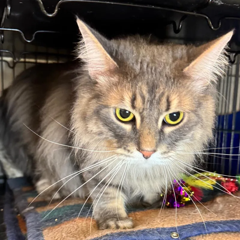 A young medium-sized female Maine Coon cat named Crane for adoption in Saginaw, MI