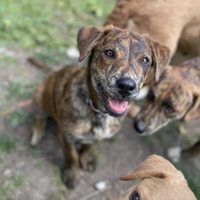 A baby medium-sized female Brindle Labrador Retriever dog named Banana for adoption in Fayetteville, GA