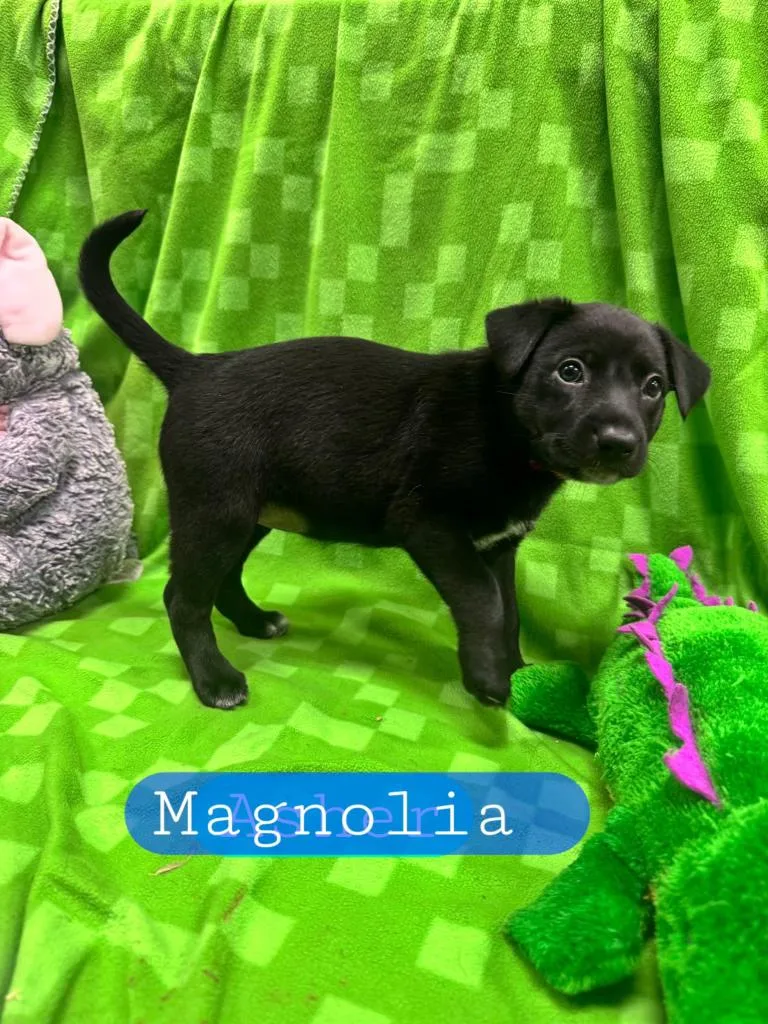 MAGNOLIA Cell Dog thumbnail 3