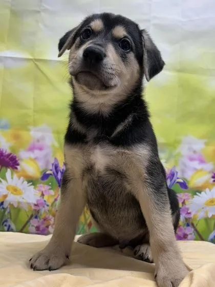 A young small-sized male Shepherd dog named Kowalski for adoption in San Antonio, TX