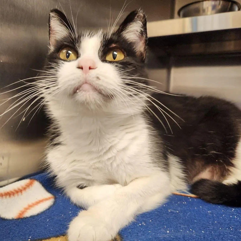 An adult medium-sized female Domestic Short Hair cat named Daphne for adoption in Liberty, MO