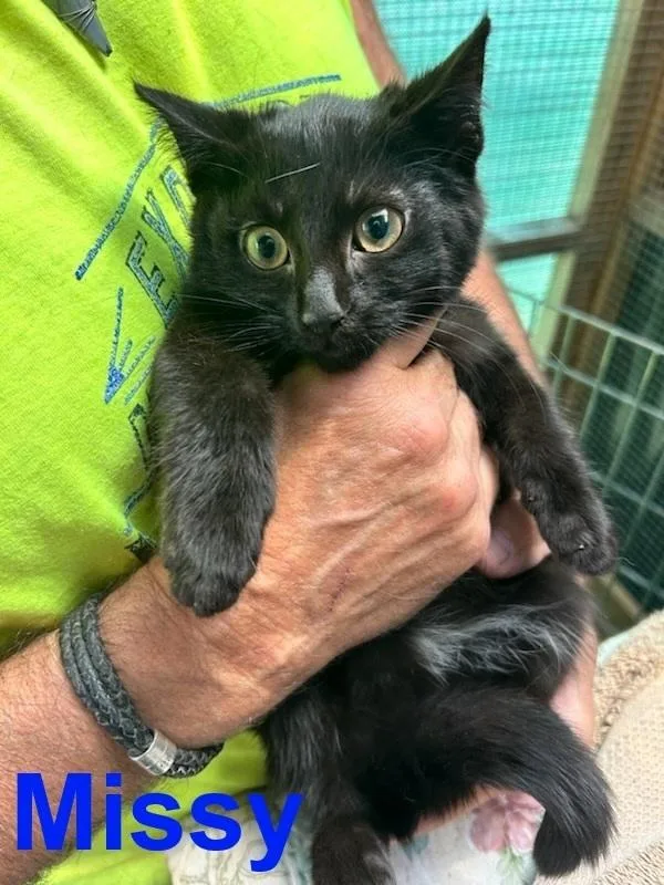 Missy East Meadow thumbnail 2