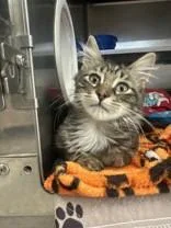 A young medium-sized male Domestic Medium Hair cat named Starvin Marvin for adoption in Manitowoc, WI