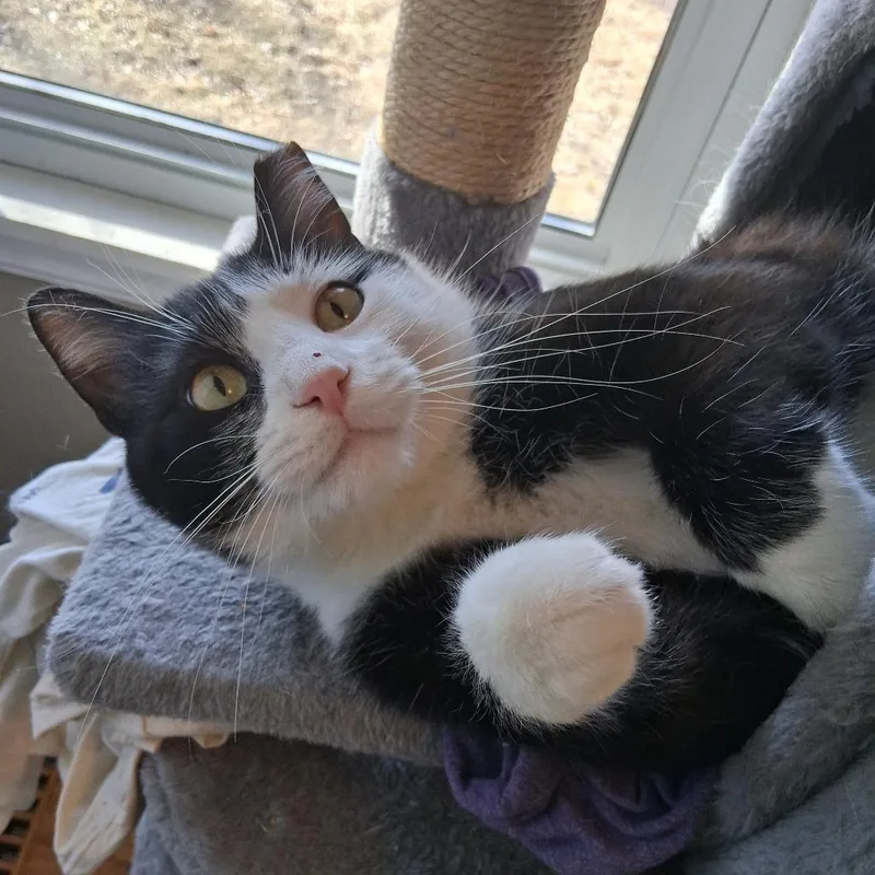 An adult large-sized male Black Domestic Short Hair cat named Steven Toast for adoption in Inver Grove Heights, MN