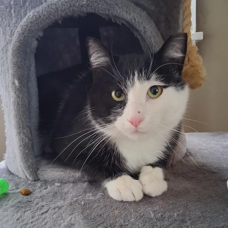 Steven Toast thumbnail 2