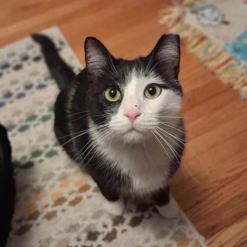 Steven Toast thumbnail 3