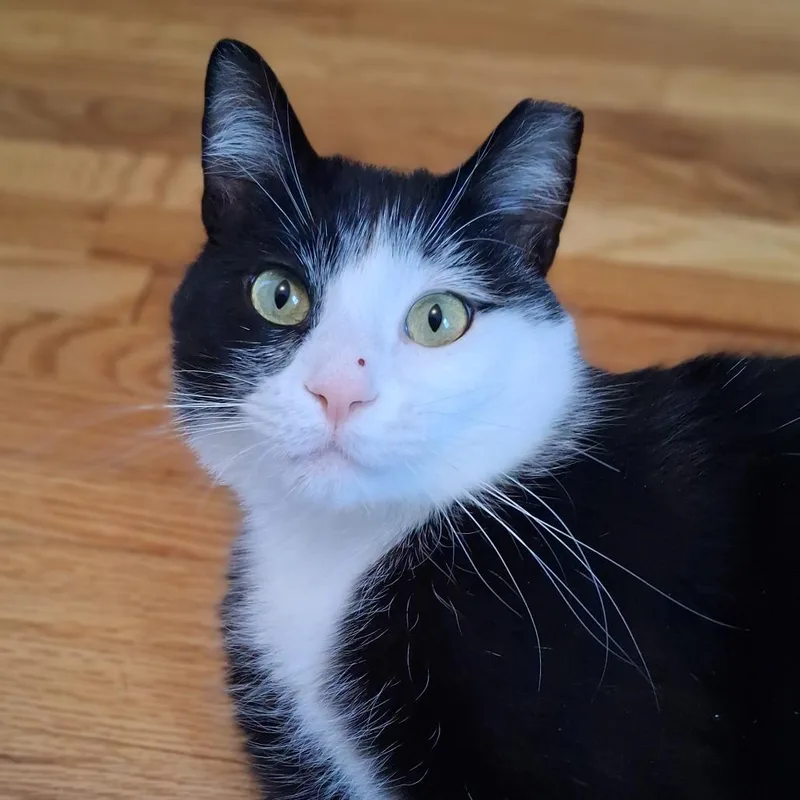 Steven Toast thumbnail 4